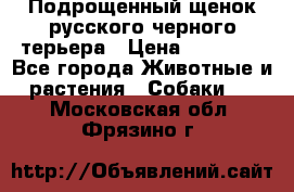 Подрощенный щенок русского черного терьера › Цена ­ 35 000 - Все города Животные и растения » Собаки   . Московская обл.,Фрязино г.